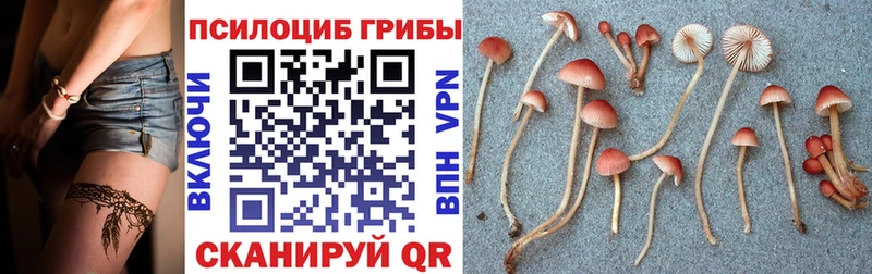Псилоцибиновые грибы GOLDEN TEACHER  наркотики  Сурск 